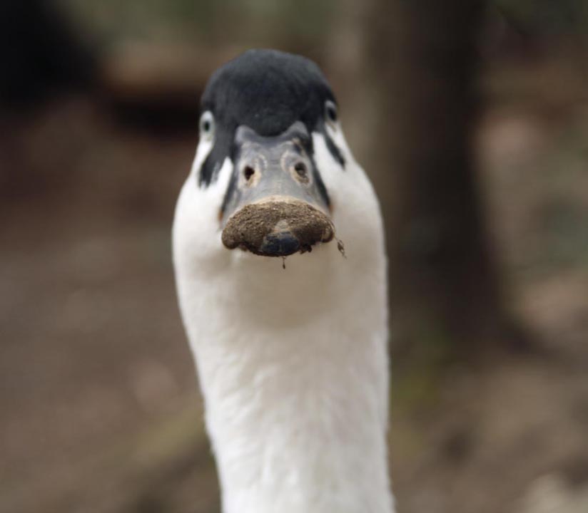 ducktors-main-page